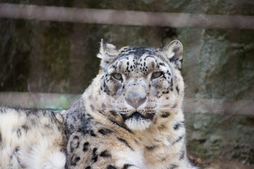 Naklejka premium 雪豹