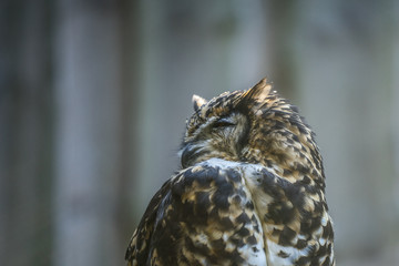 Portrait of curious cat like bird - Cape eagle-owl (Latin: Bubo capensis) looking aside. Estonia, North Europe.