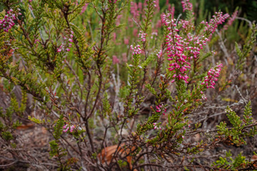 Heather branches before the next flowering