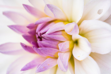 Obraz premium close up white purple dahlia flower