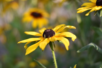 Blühende Rudbeckie (Rudbeckia)