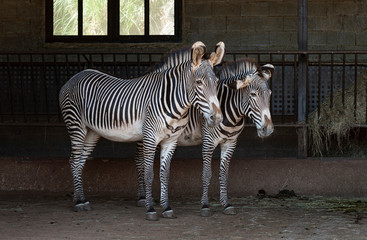 portrait of a couple of zebras in the barn