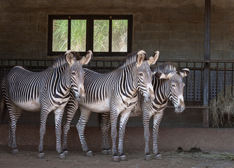 three zebras in the stable