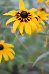 Blühende Rudbeckien (Rudbeckia)