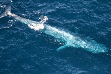 Blauwal im Indischen Ozean