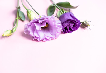 Purple eustoma flowers.