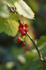 Rote Johannisbeeren (Ribes)