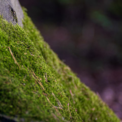 moss at the base of a tree trunk