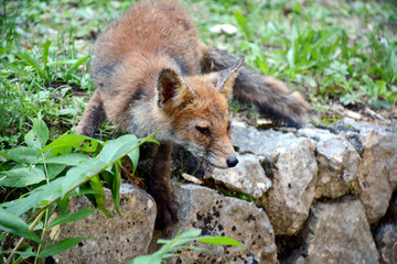 Naklejka na ściany i meble Fox in the nature