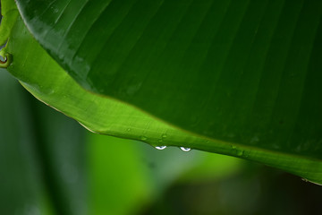 Rainy banana leaves Banana leaves when exposed to rainwater There will be bright green shadows to look at as a natural beauty.