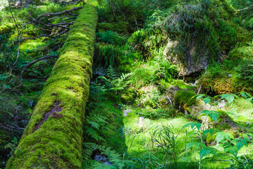 Obraz premium Green old forest with moss and fallen tree