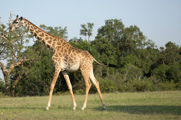 Giraffes (Giraffa camelopardalis peralta) walking - tanzania.