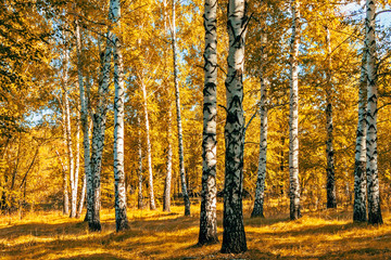 birches with yellow leaves on a sunny autumn day