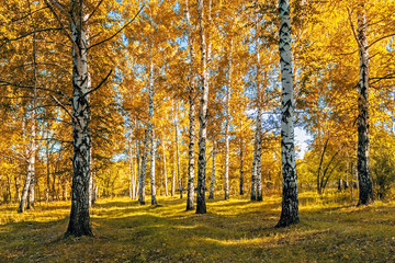 birches with yellow leaves on a sunny autumn day