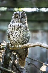 Portrait of the northern hawk-owl (Surnia ulula) couple, a medium sized true owl of the northern latitudes sitting on the branch of tree.