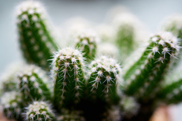 Cactus. Cereus peruvianus