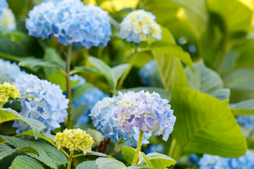 Blue Hortensia (hydrangea) in the garden.