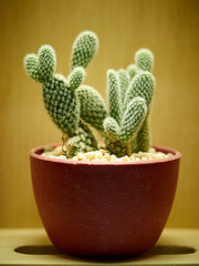 Cactus. Opuntia microdasys
