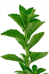 Sweet plant (Stevia rebaudiana)