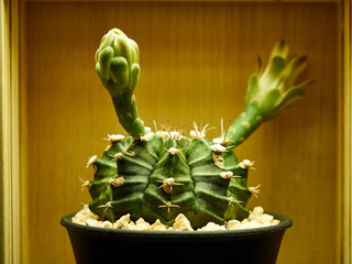 Cactus. Astrophytum
