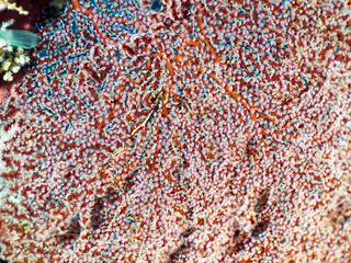 Fototapeta na wymiar Soft coral reef