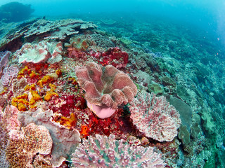 Soft coral reef © Metha