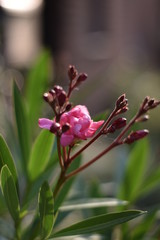 Fototapeta na wymiar Oleander (Nerium oleander)