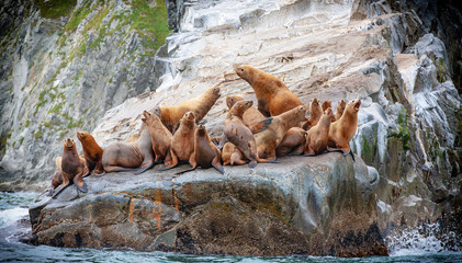 The Steller sea lion sitting on a rock island in the Pacific Ocean on kamchatka peninsula