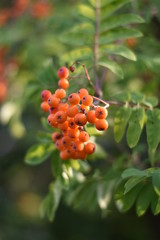 Obraz premium Vogelbeeren (Sorbus aucuparia)