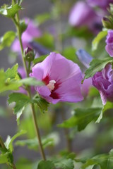 Blühender Garten-Eibisch (Hibiscus syriacus)