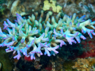 Soft coral reef