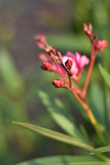 Oleander (Nerium oleander) - Blütenknospen