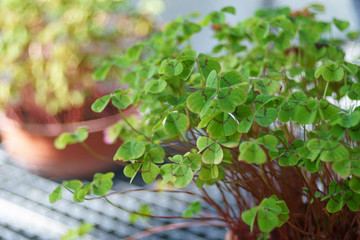 pot with lucky clover plant © ullrich