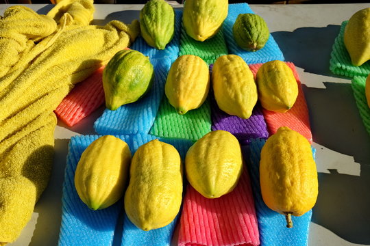 Etrog - is the yellow citron or Citrus medica used by Jewish people during holiday of Sukkot, for sale at special street market