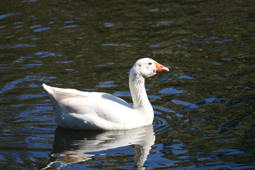 White duck