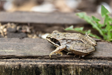 Little brown garden frog sits on a wooden board in garden during summer rain