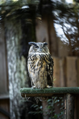 Portrait of curious cat like bird - Cape eagle-owl (Latin: Bubo capensis) looking aside. Estonia, North Europe.