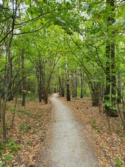 path in the forest vertical