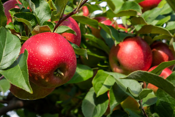 Apple Tree Closeup