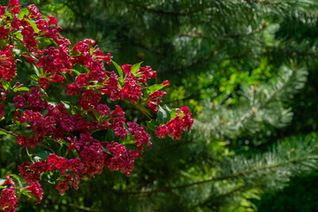 Blooming luxurious bush of Weigel Bristol Rubin on blurred background needles Austrian black pine...