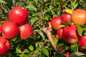 Apple Tree Closeup
