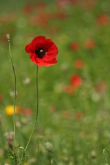coquelicot