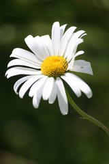 Obraz premium paquerette