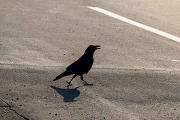 道路を横断する真っ黒カラス