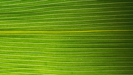 Fasern eines grünen Blattes