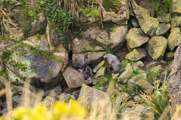 Wild New Zealand Fur Seal pups