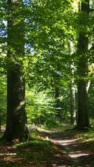 Waldweg, Deutschland