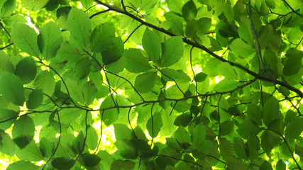 licht und laub im wald	
