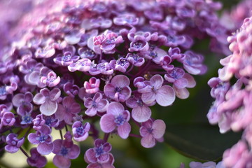 Bl&uuml;hende Hortensie (Hydrangea)