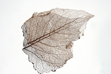 Fasern eines abgestorbenen Blattes